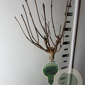 Catalpa bignonioides 'Nana' 120 cm stam 7,5L