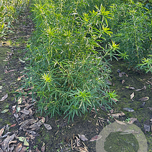 Choisya 'Aztec Pearl' 60-80 cm met kluit