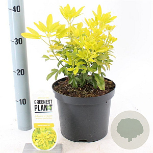 Choisya t. 'Lich' 25-30 cm 3,0L