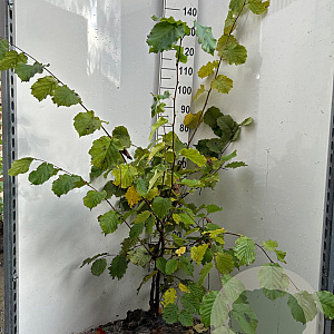 Corylus avellana 125-150 cm met kluit