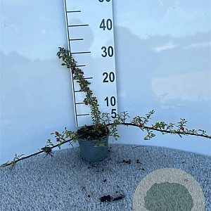 Cotoneaster radicans 'Eichholz' 30-40 cm C1.3