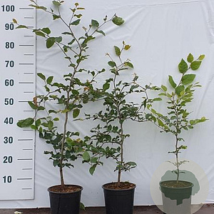 Fagus sylvatica 40-60 cm 2,0L