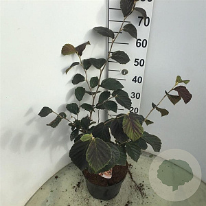 Hamamelis int. 'Jelena' 60-80 cm 7,5L