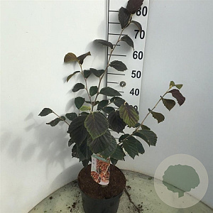 Hamamelis int. 'Jelena' 60-80 cm 7,5L