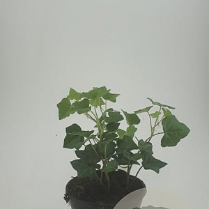 Hedera hibernica GM C1.3
