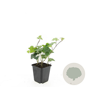Hedera hibernica GM P9
