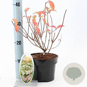 Hydrangea pan. Confetti 30-40 cm 2,0L