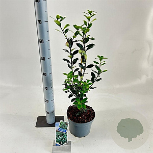 Ilex meserv. 'Heckenpracht' 30-40 cm 3,0L