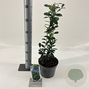Ilex meserv. 'Heckenpracht' 30-40 cm 3,0L