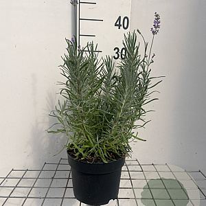 Lavandula ang. 'Dwarf Blue' GM 2,0L