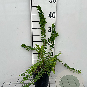 Lonicera nit. 'Maigrün' 30-40 cm C1.3