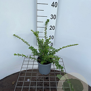 Lonicera nit. 'Maigrün' 30-40 cm C1.3