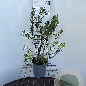 Myrica gale 40-50 cm 2,5L