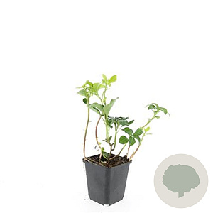 Pachysandra term. 'Green Sheen' GM P9