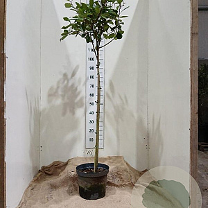 Photinia fraseri 'Red Robin' 100 cm stam 10L