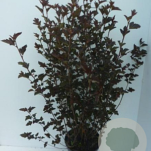 Physocarpus opulif. 'Red Baron' 80-100 cm 7,5L