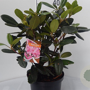 Rhododendron (Y) 'Blurettia' 30-40 cm 5,0L