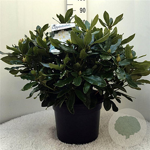 Rhododendron 'Cunningham's White' 60-80 cm 20L