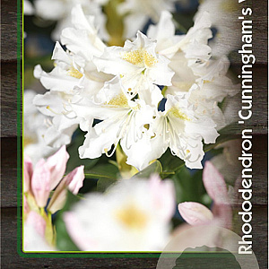Rhododendron 'Cunningham's White' 60-80 cm 20L