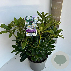 Rhododendron 'Madame Masson' 30-40 cm 5,0L