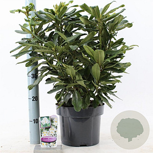 Rhododendron 'Madame Masson' 30-40 cm 5,0L