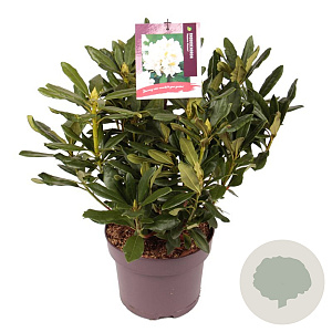Rhododendron 'Madame Masson' 30-40 cm 5,0L