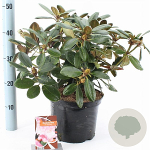 Rhododendron (Y) 'Silberwolke' 25-30 cm 5,0L