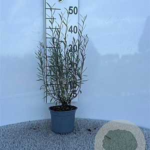 Salix purpurea 'Nana' 30-40 cm C1.3