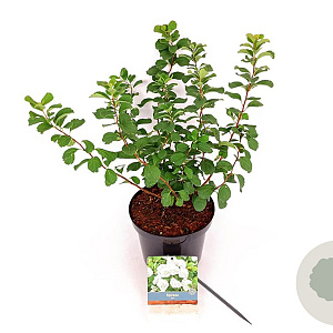 Spiraea betulifolia 'Tor' 25-30 cm 3,0L