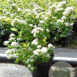 Spiraea betulifolia 'Tor' 30-40 cm 3,0L