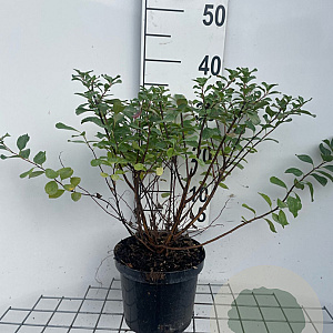 Spiraea betulifolia 'Tor' 30-40 cm 3,0L