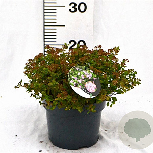 Spiraea jap. 'Little Princess' 25-30 cm 3,0L