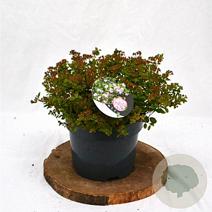 Spiraea jap. 'Little Princess' 25-30 cm 3,0L