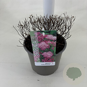Spiraea jap. 'Little Princess' 25-30 cm 3,0L