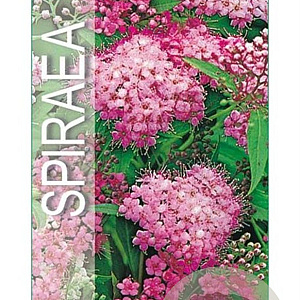 Spiraea jap. 'Little Princess' 25-30 cm 3,0L