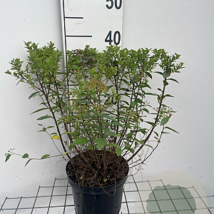 Spiraea jap. 'Little Princess' 30-40 cm 3,0L