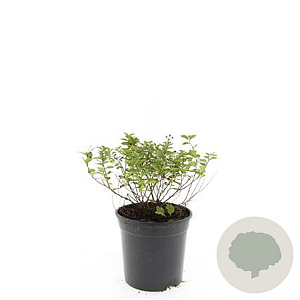 Spiraea jap. 'Little Princess' GM C1.3