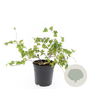 Stephanandra incisa 'Crispa' GM C1.3