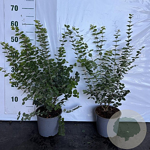 Symphoricarpos d. 'Magic Berry' 40-60 cm 2,0L