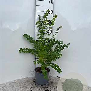 Symphoricarpos d. 'Magic Berry' 40-60 cm 2,0L