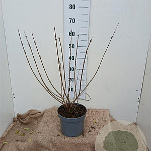 Syringa meyeri 'Palibin' 50-60 cm 5,0L