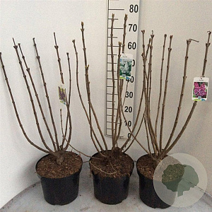 Syringa v. 'And. an Ludwig Späth' 60-80 cm 7,5L