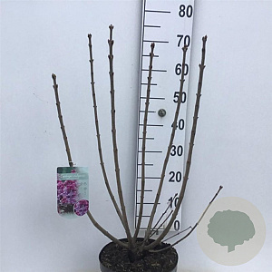 Syringa v. 'Michel Buchner' 60-80 cm 7,5L