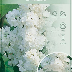 Syringa v. 'Mme Lemoine' 60-80 cm 7,5L