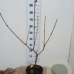 Viburnum carlcephalum 50-60 cm 5,0L