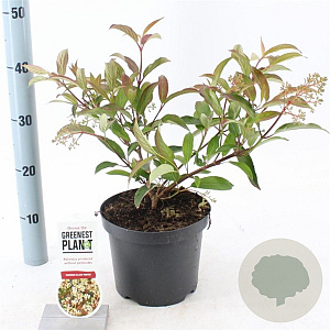 Viburnum hillieri 'Winton' 25-30 cm 3,0L
