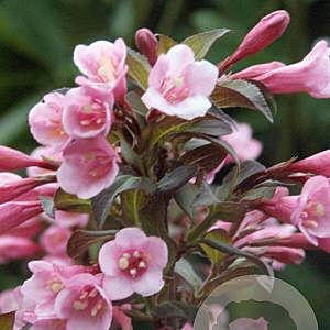 Weigela florida 40-50 cm 3,0L