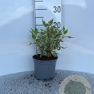 Cornus alba 'Elegantissima' 15-20 cm 2,0L