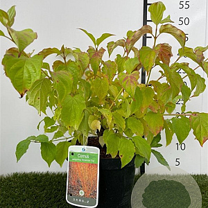 Cornus sang. 'Midwinter Fire' 50-60 cm 3,0L
