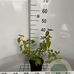 Cornus sang. 'Winter Beauty' 30-40 cm 2,0L